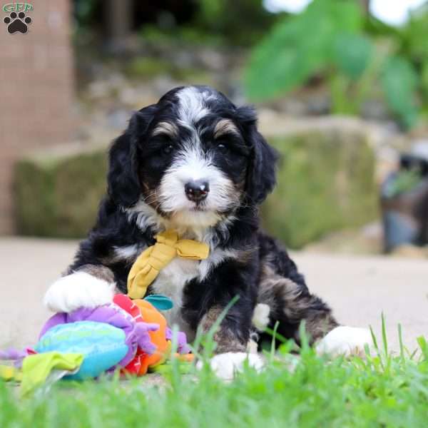 Dr. Pepper, Mini Bernedoodle Puppy